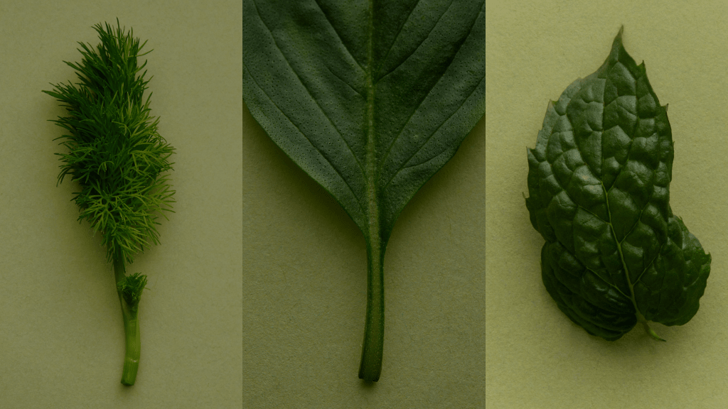 After Supper Tea Blend ꩜ - Lettuce Grow