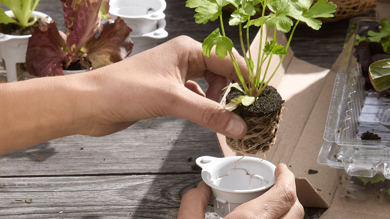 The Lettuce Grow Advantage - Lettuce Grow
