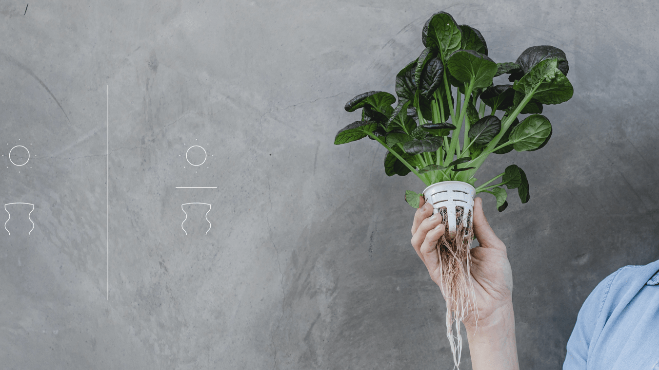 Year-Round Growing? Yes, You Can! - Lettuce Grow