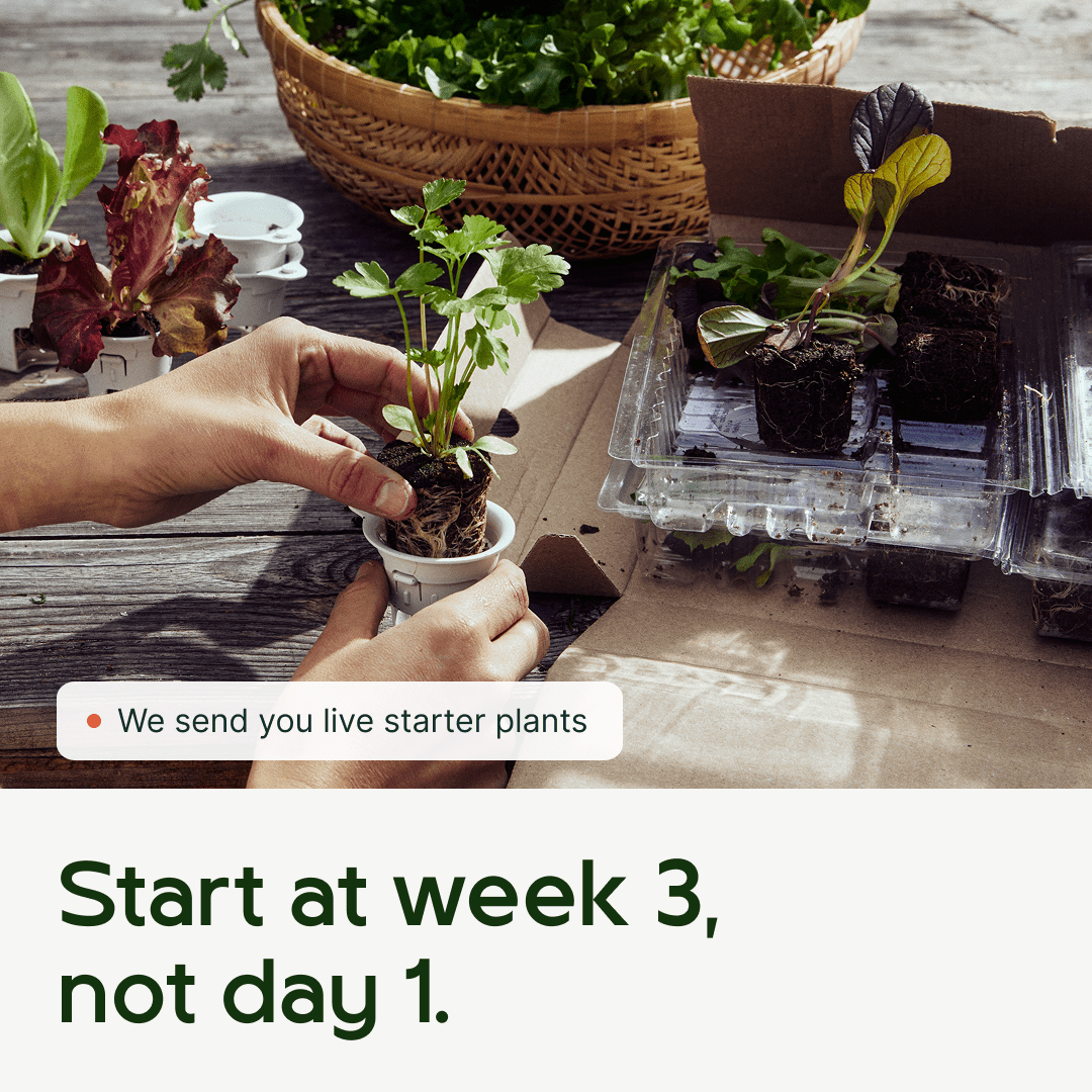 Original Farmstand - Lettuce Grow