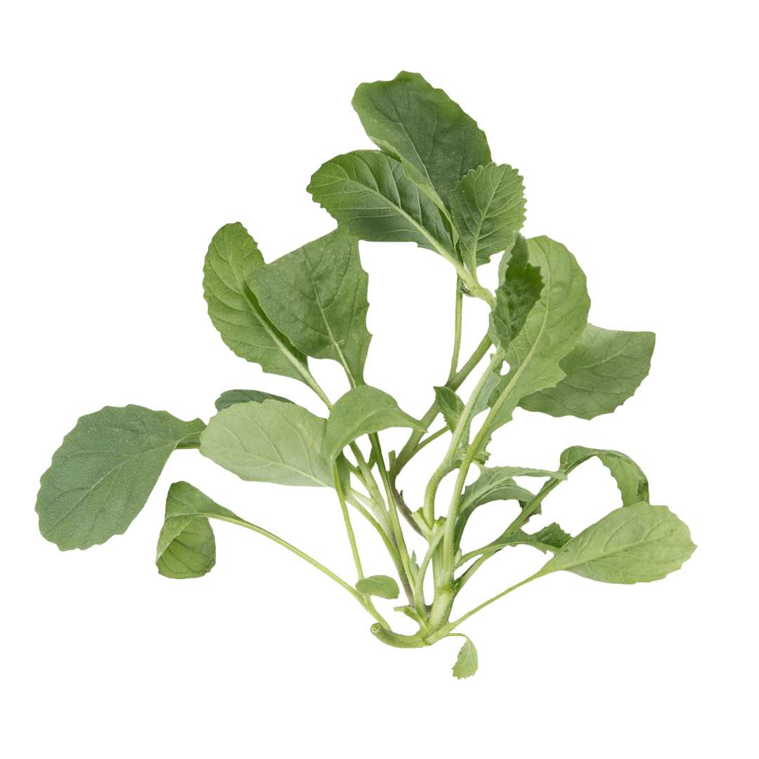 Wasabi Mustard Greens