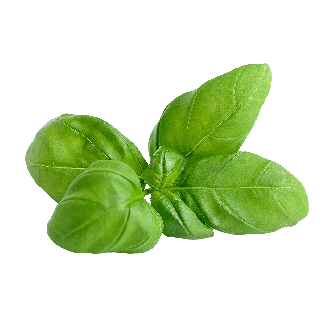 Genovese Basil