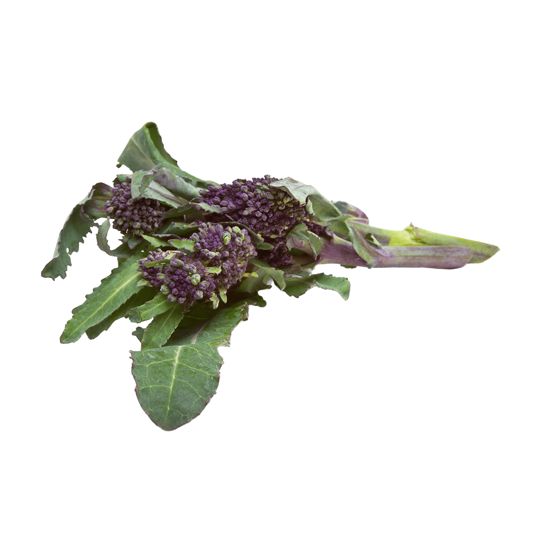 Purple Broccoli