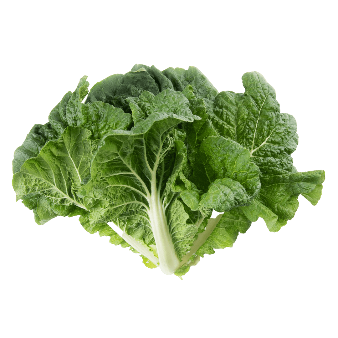 Napa Cabbage