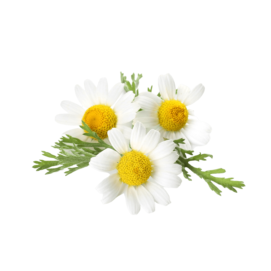 Chamomile - Lettuce Grow