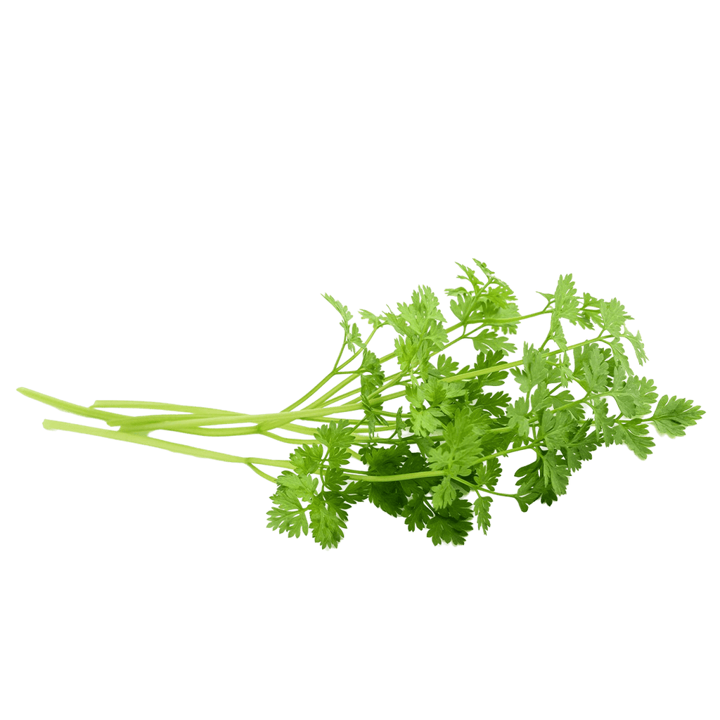 チャービルary④ Premium Chervil - Herbs for Culinary Delight