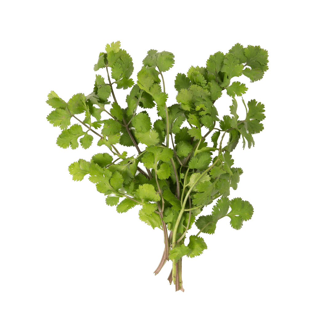 Cilantro
