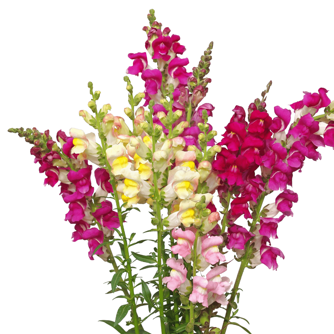 Snapdragon