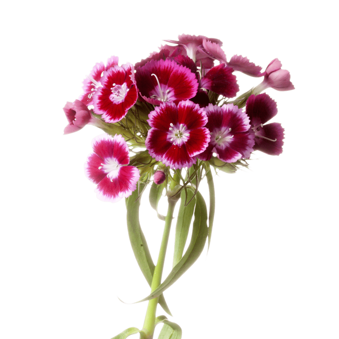 Dianthus