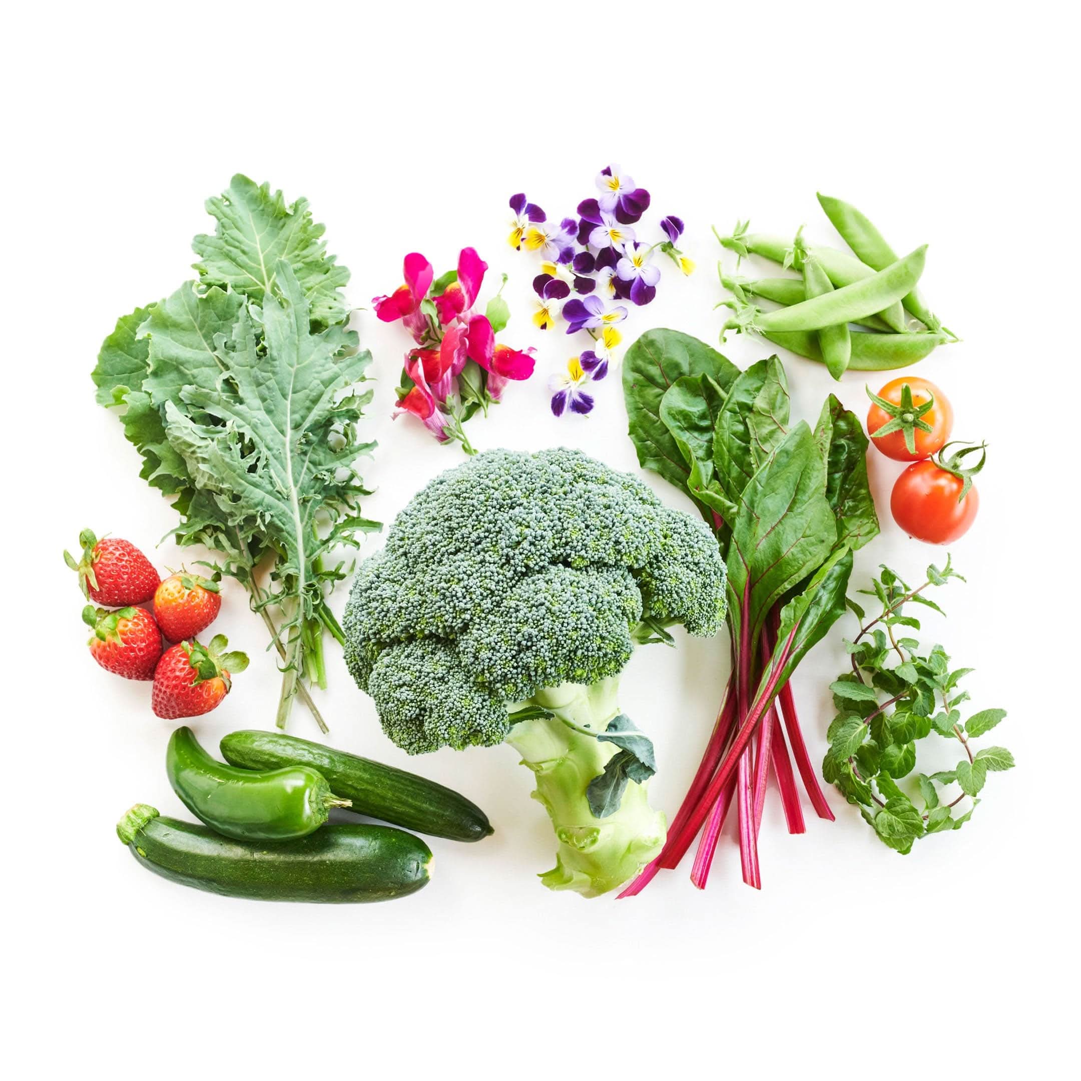 12-Plant Zooey's Bundle - Lettuce Grow