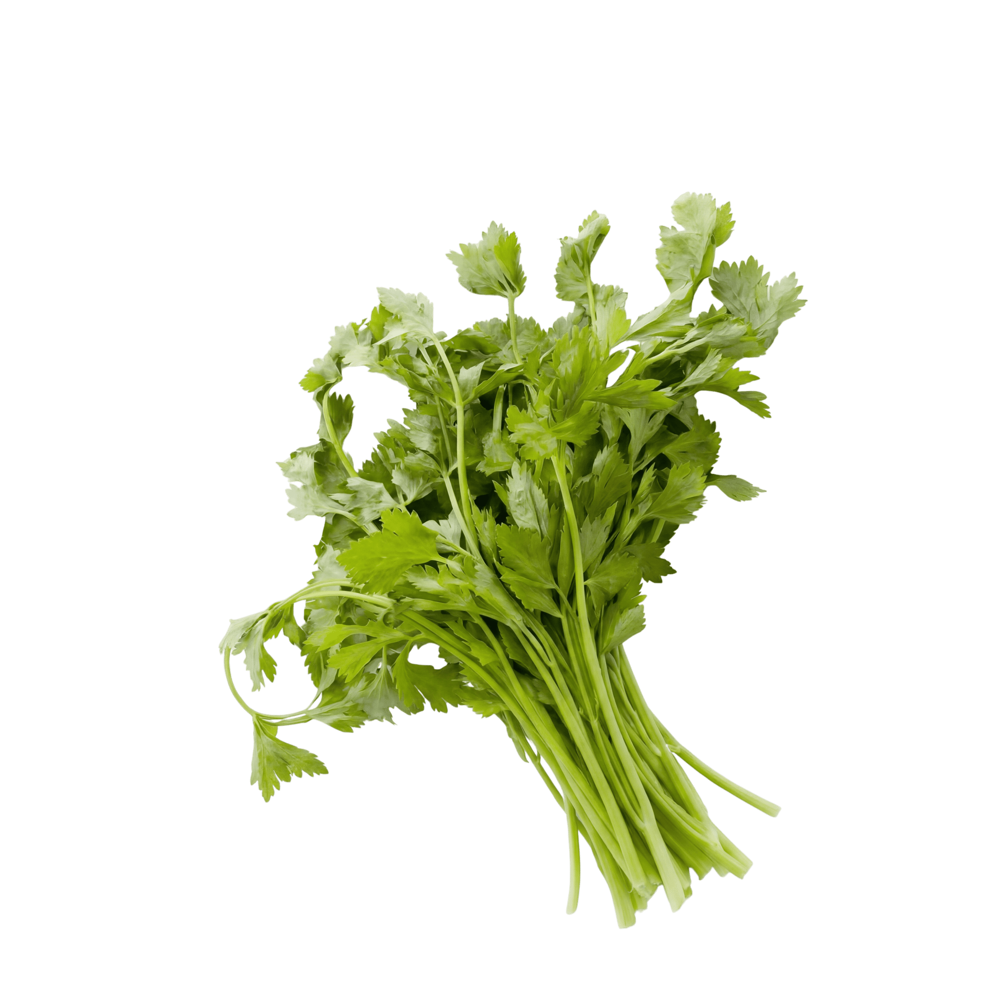 Cutting Celery - Lettuce Grow