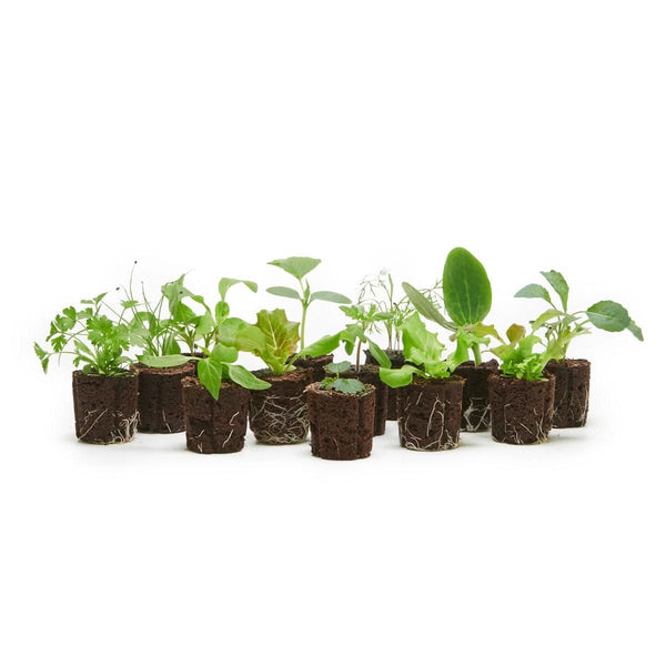 12-Plant Best of Season Meal Planner - Lettuce Grow