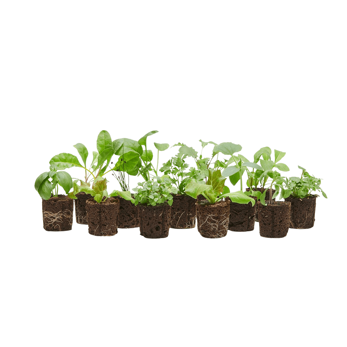 Grow Pack (80 Credits) - Lettuce Grow