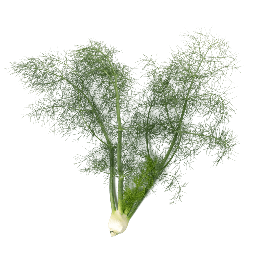 Fennel