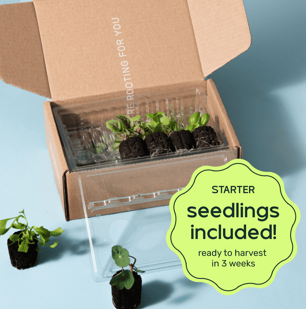 Original Farmstand - Lettuce Grow