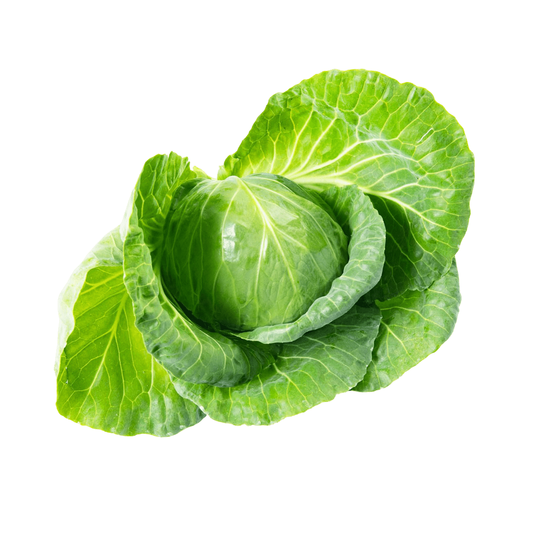Tiara Cabbage