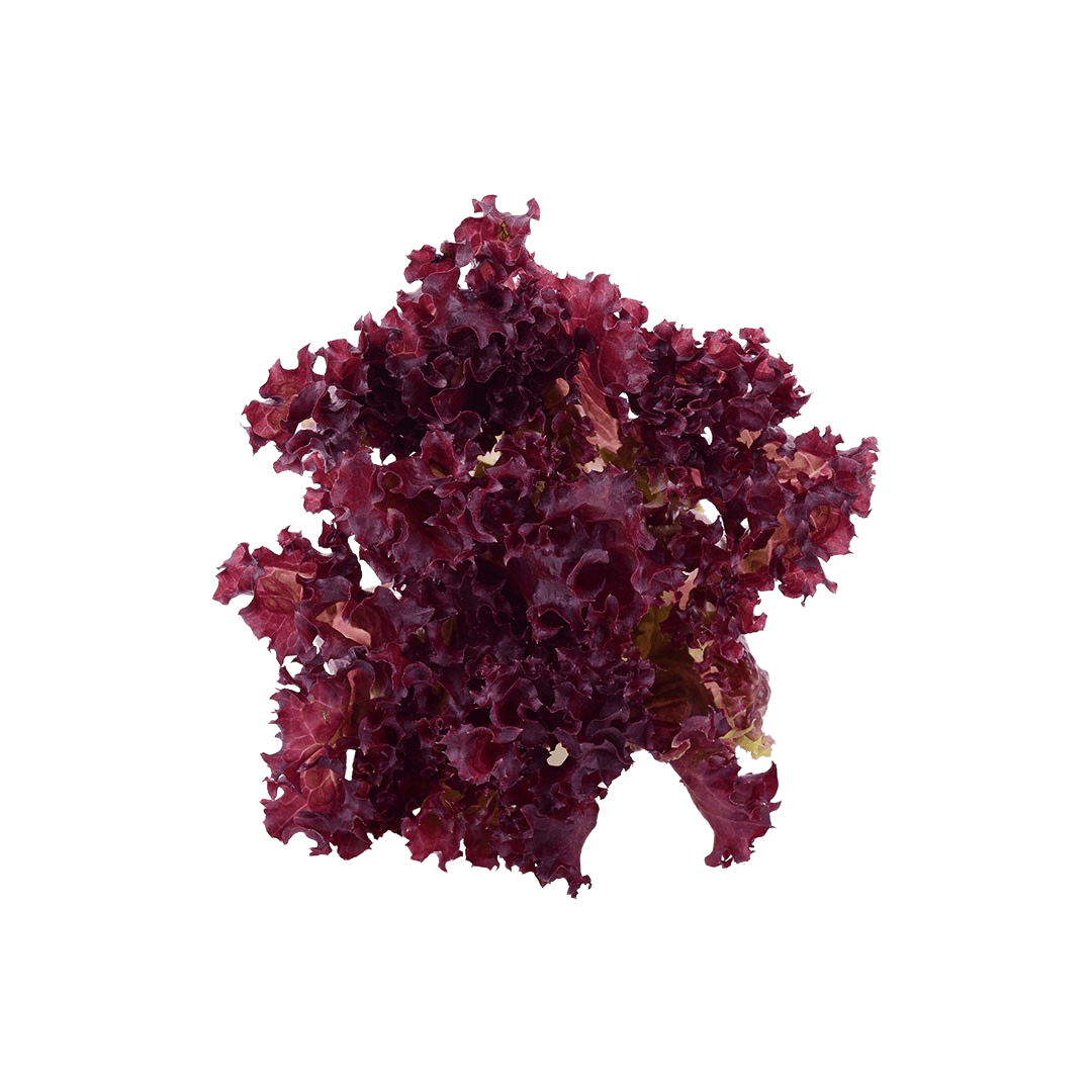 Merlot Leaf Lettuce