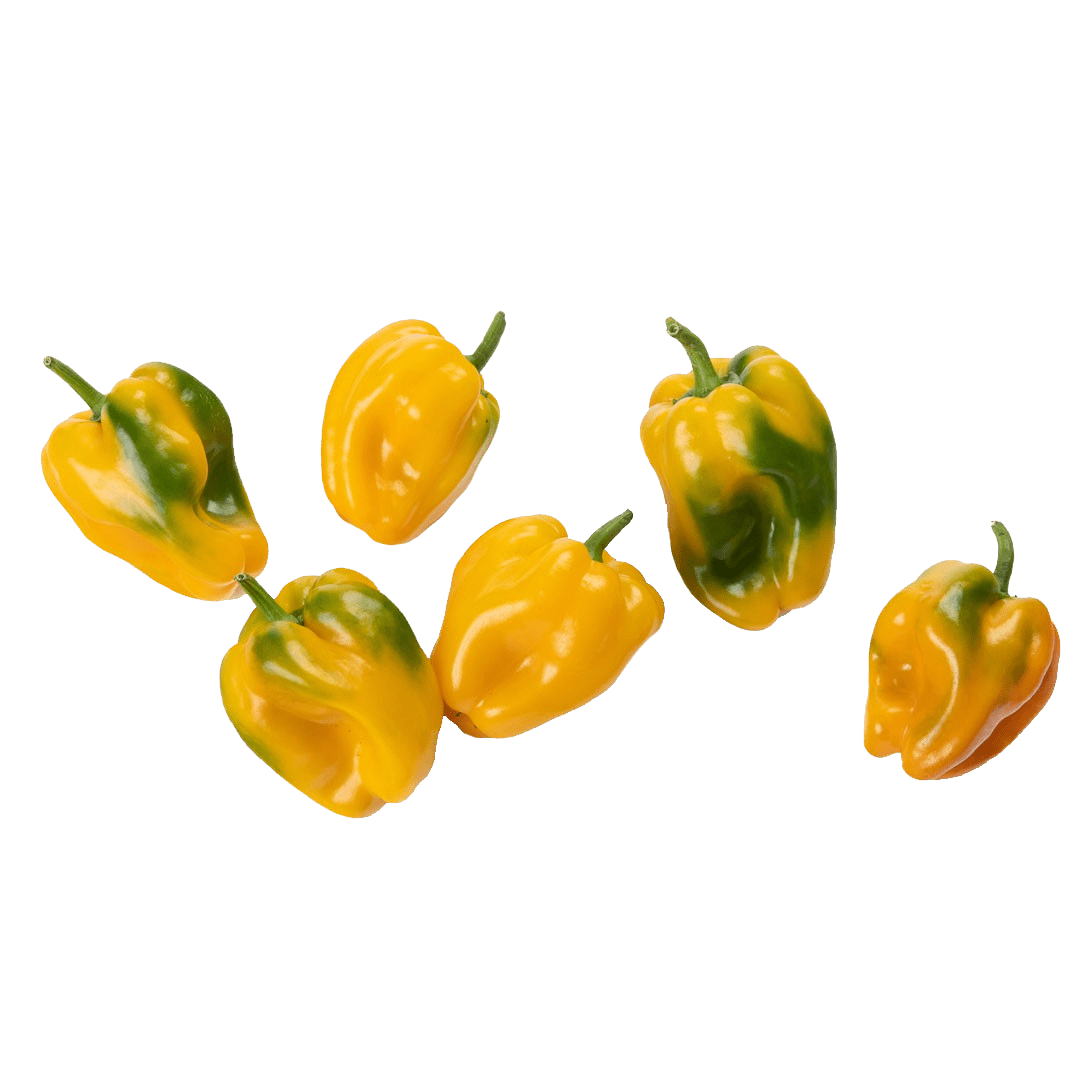 Yellow Bell Pepper