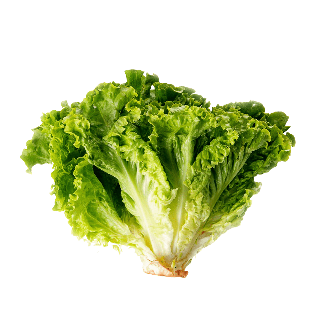 Muir Summer Lettuce