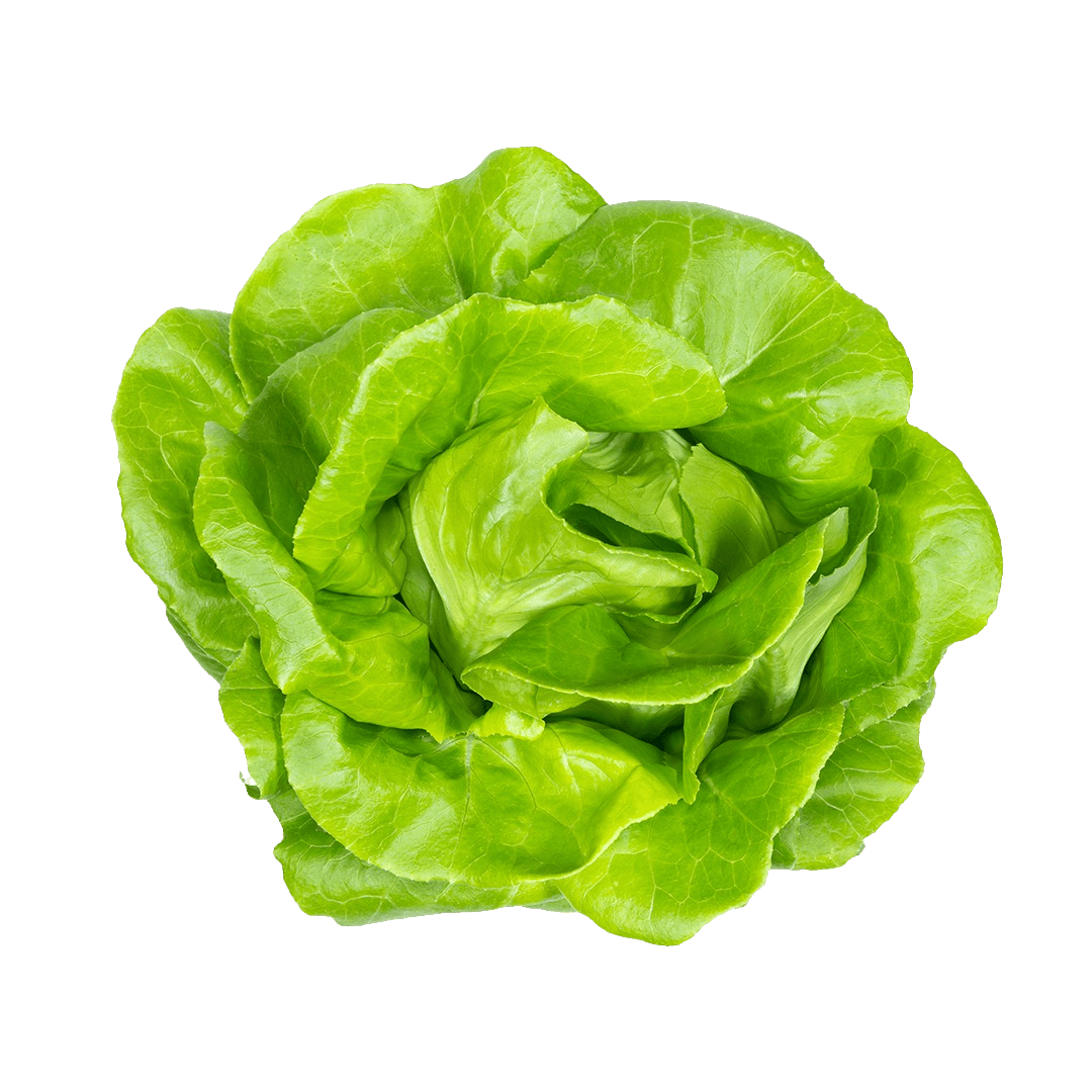 Classic Butter Lettuce