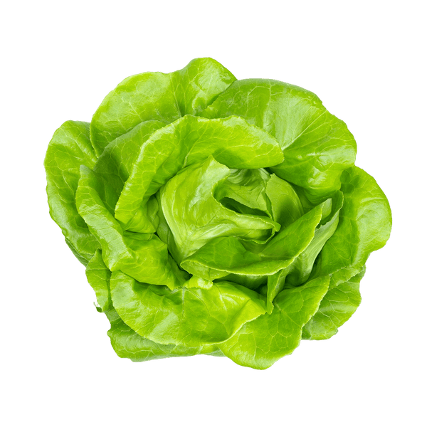 Classic Butter Lettuce UK
