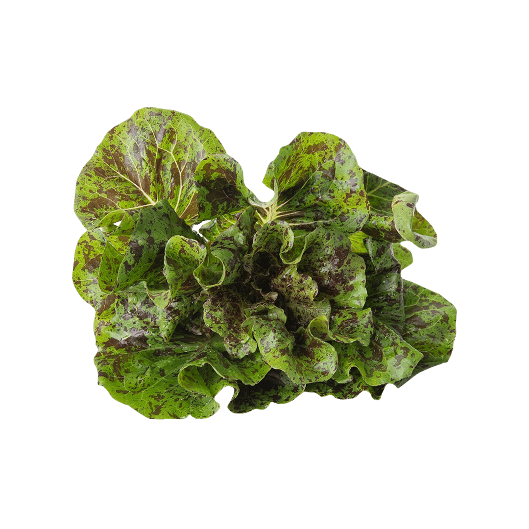 Dappled Butter Lettuce