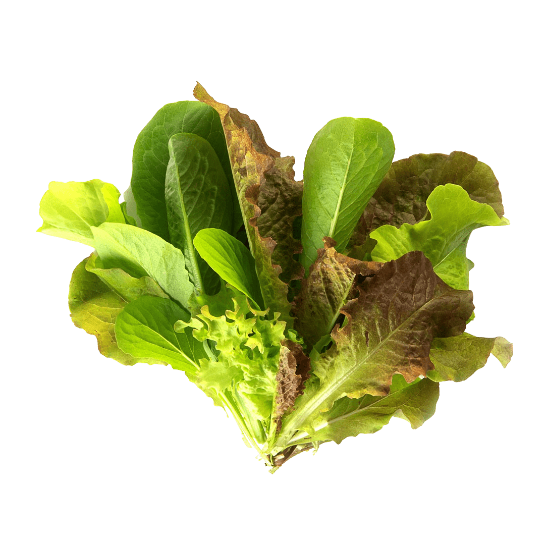 Baby Lettuce Mix
