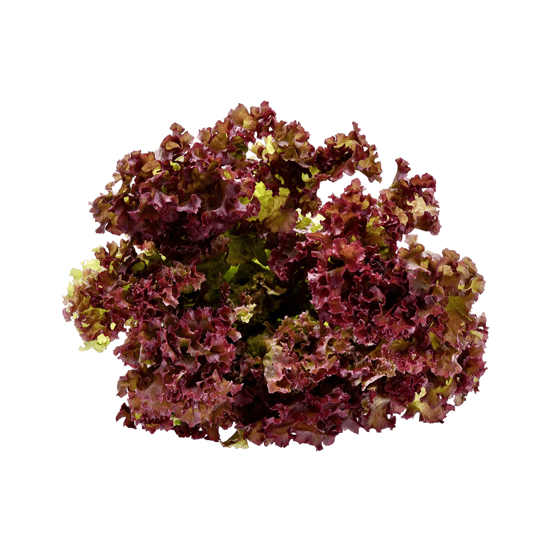 Red Leaf Lettuce