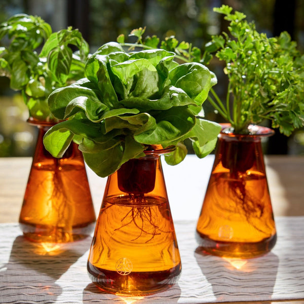 Test Counterstand Product (Modal) - Lettuce Grow