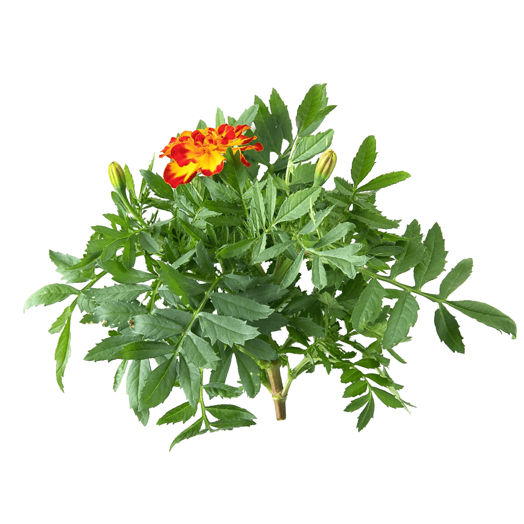 Marigold - Lettuce Grow