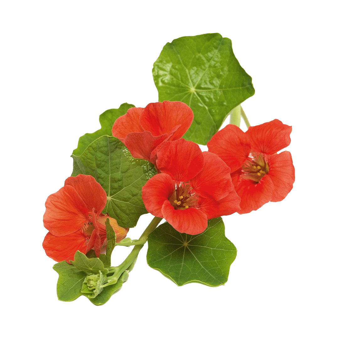 Nasturtium