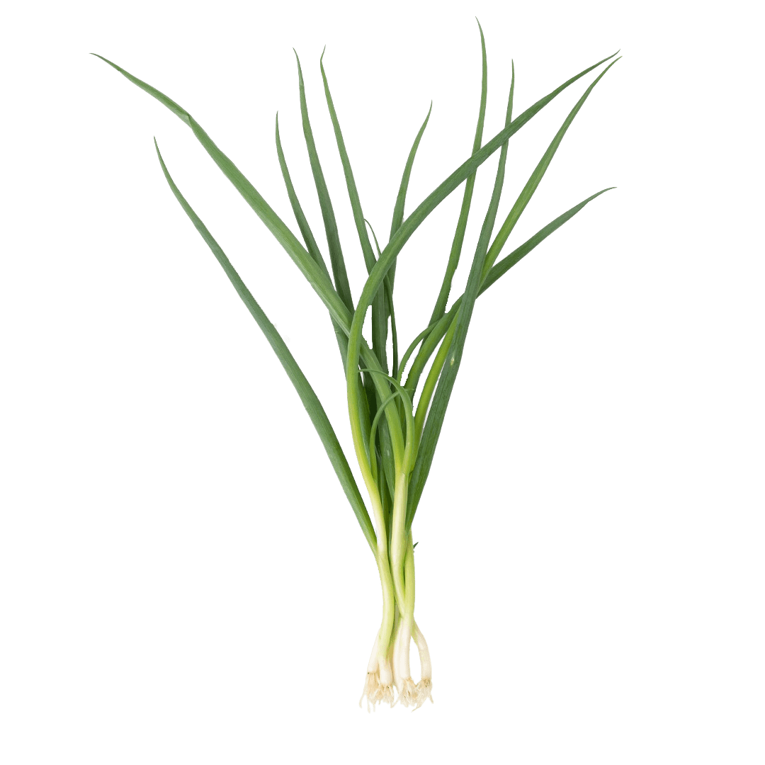 Green Bunching Onion