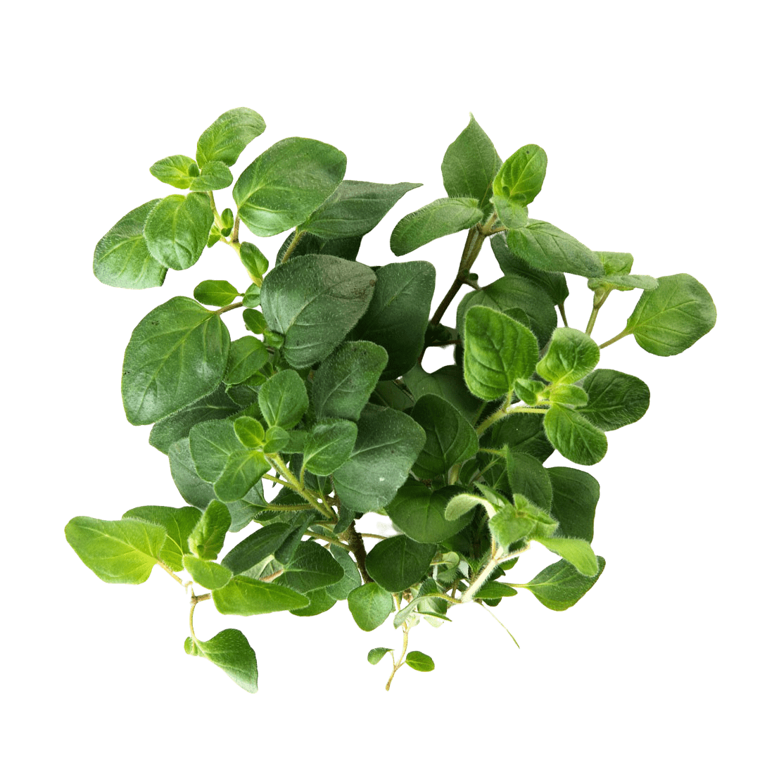 Oregano