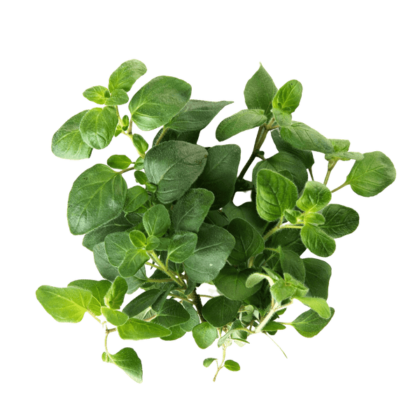 Oregano UK