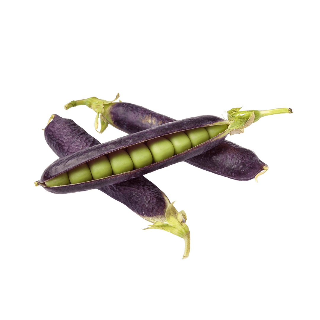 Purple Snow Pea