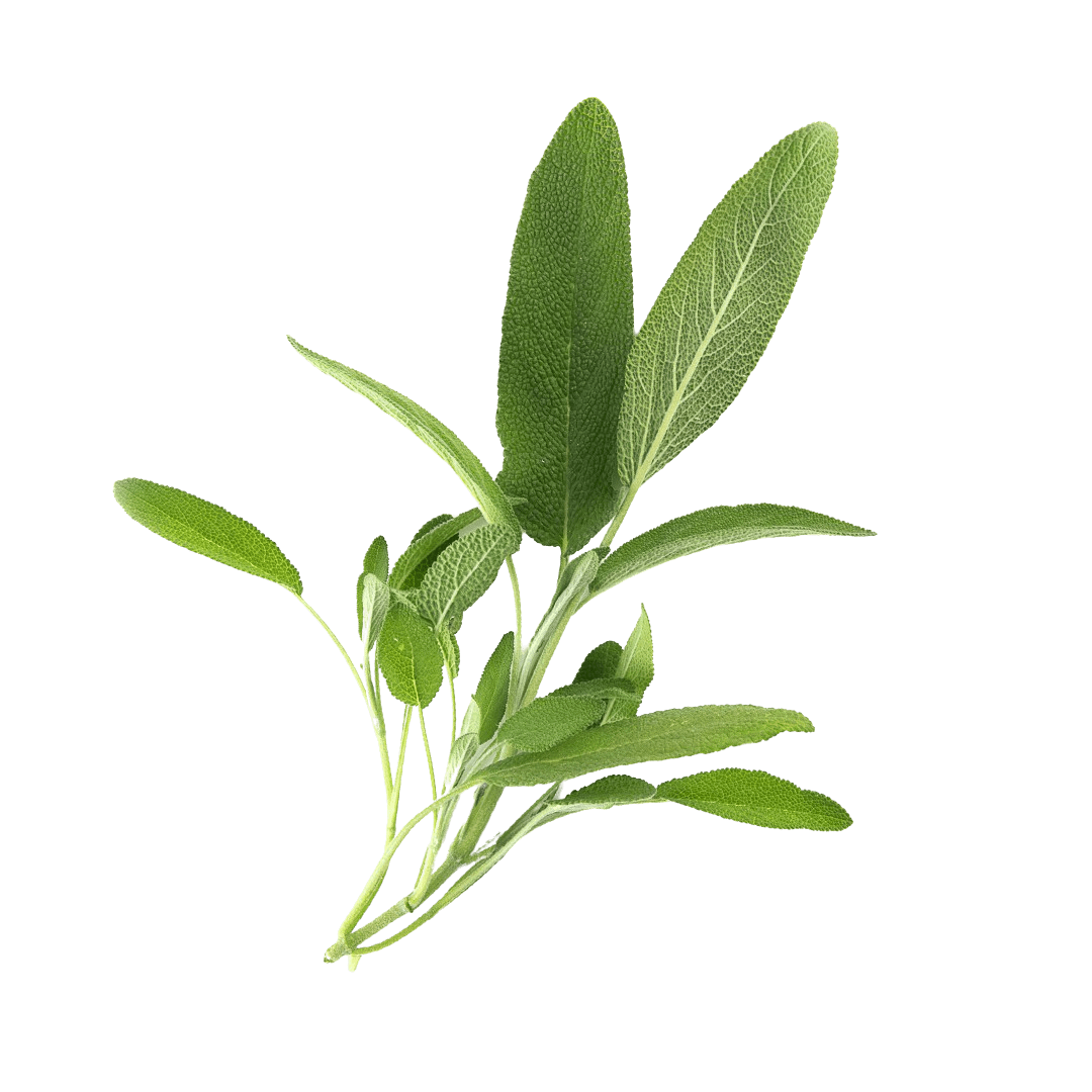 Sage