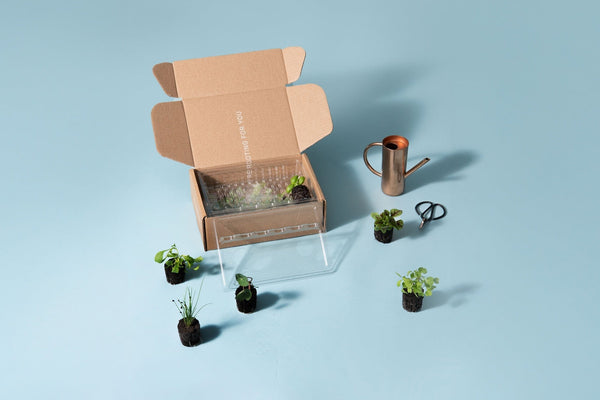 Seedlings_3x2.jpg