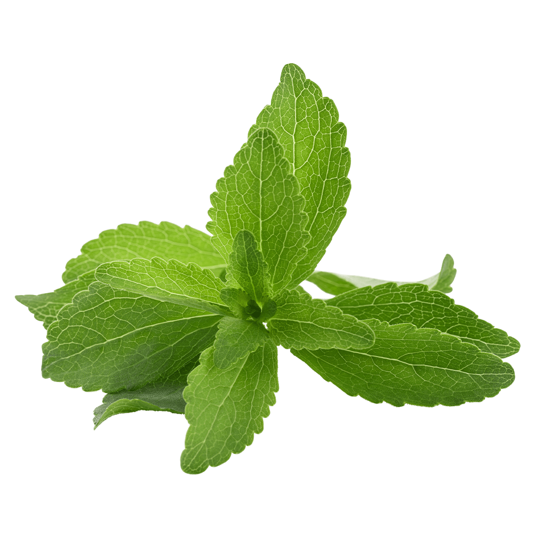 Stevia - Lettuce Grow
