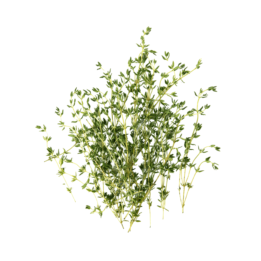 Thyme