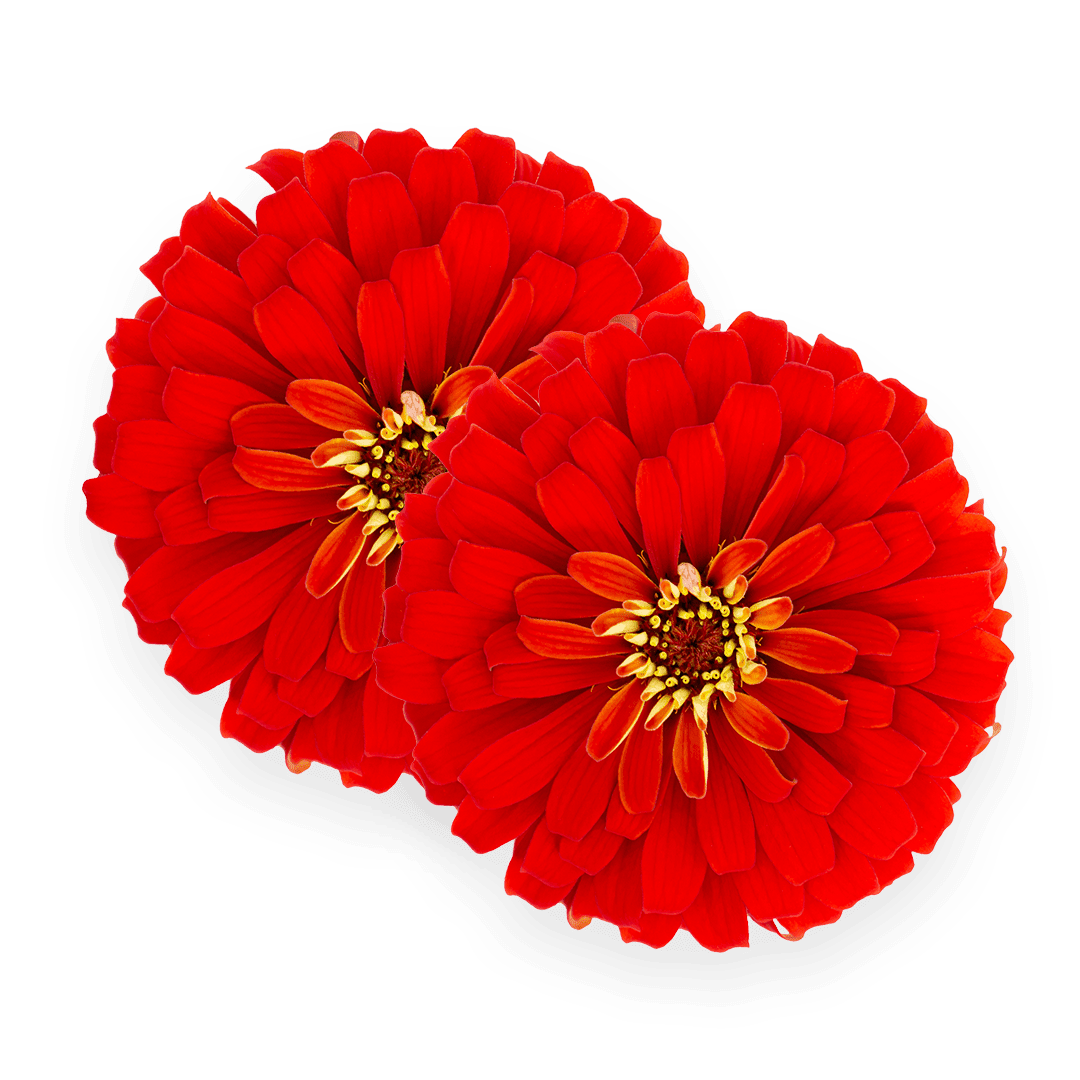 Zinnia - Lettuce Grow