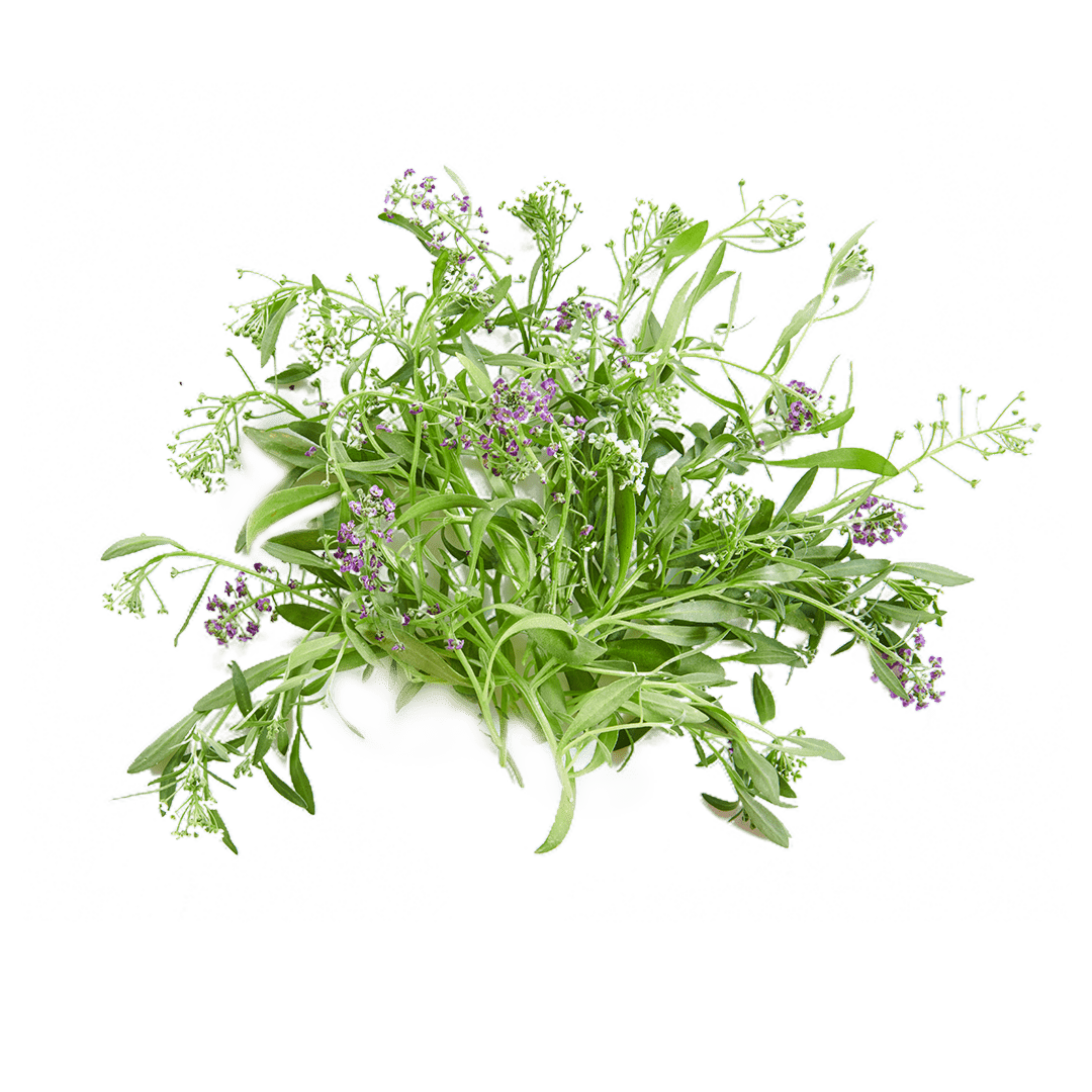 Alyssum