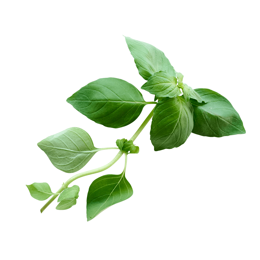 Lemon Basil