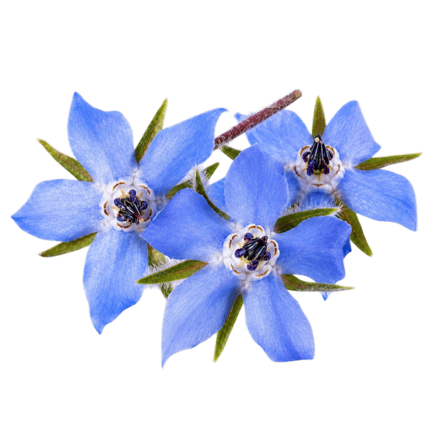 Borage - Lettuce Grow