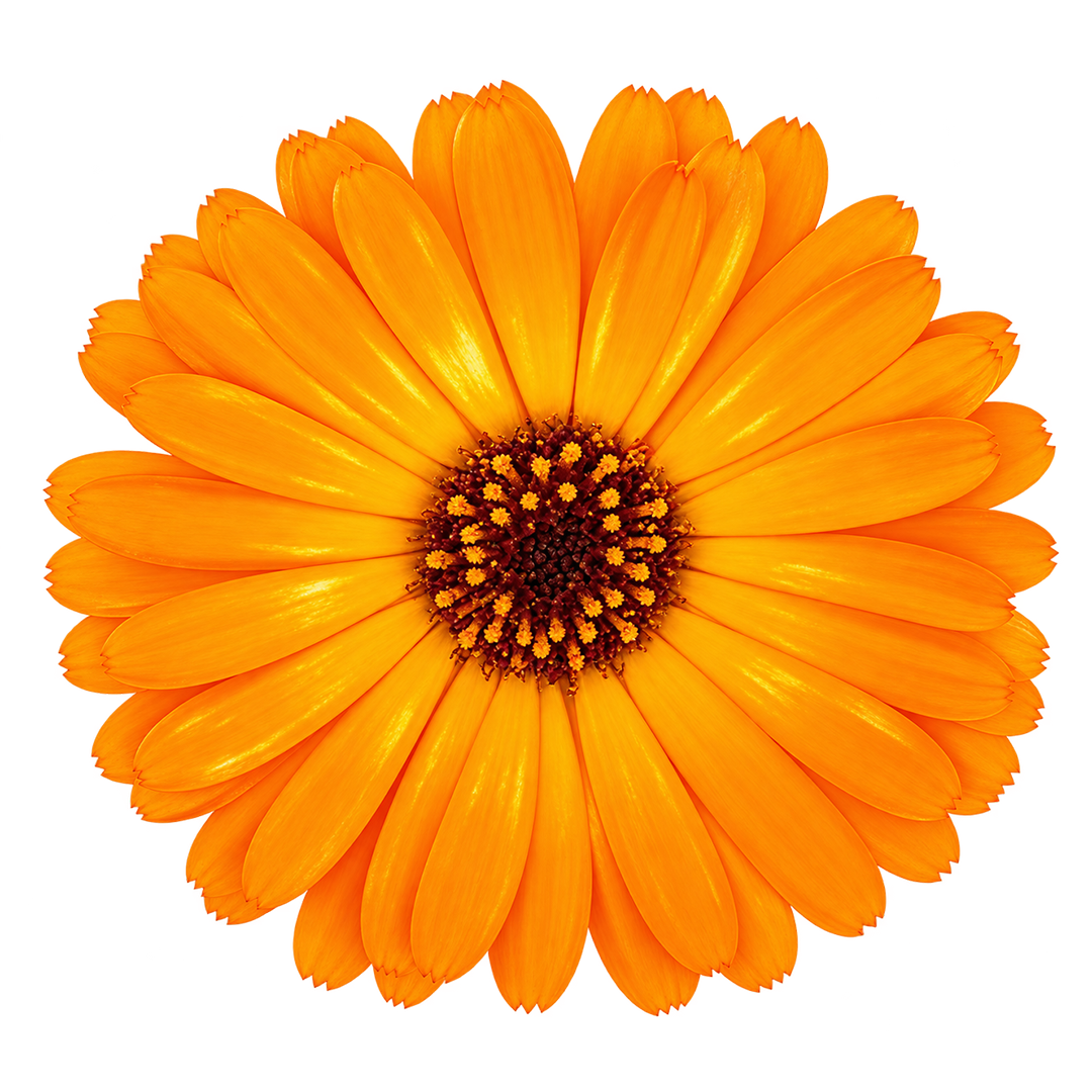Calendula