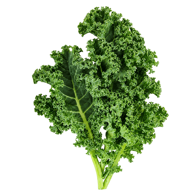 Green Curly Kale - Lettuce Grow