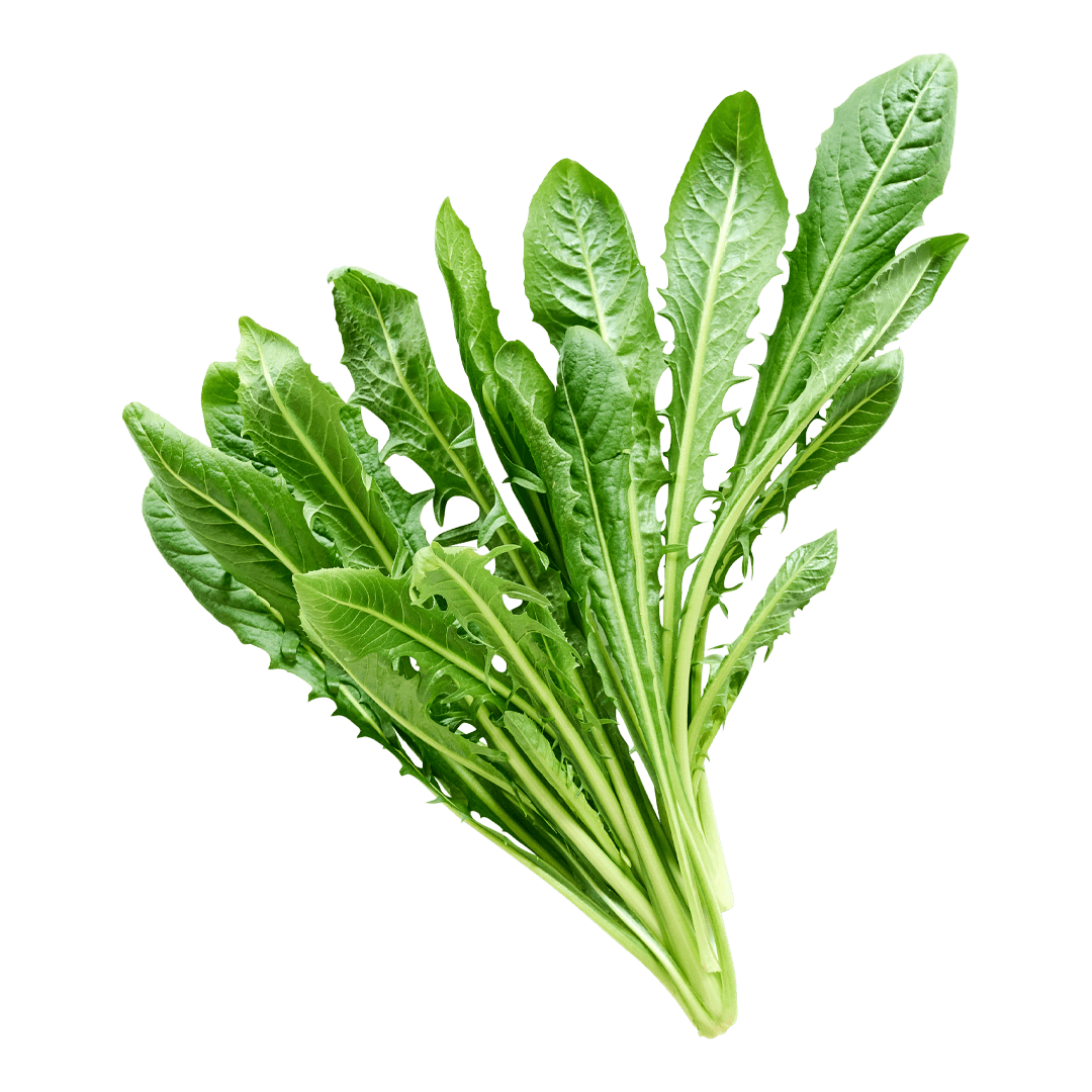 Dandelion - Lettuce Grow