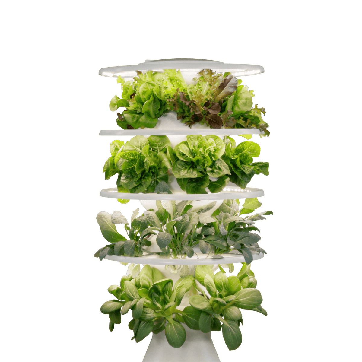 Glow Rings® Kit - Lettuce Grow