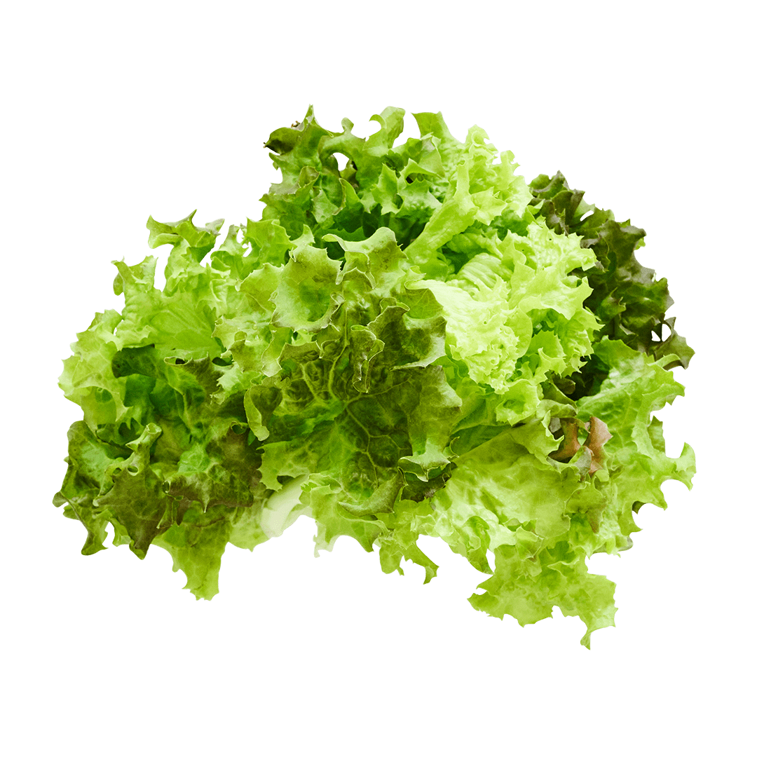 Lolla Rossa Lettuce
