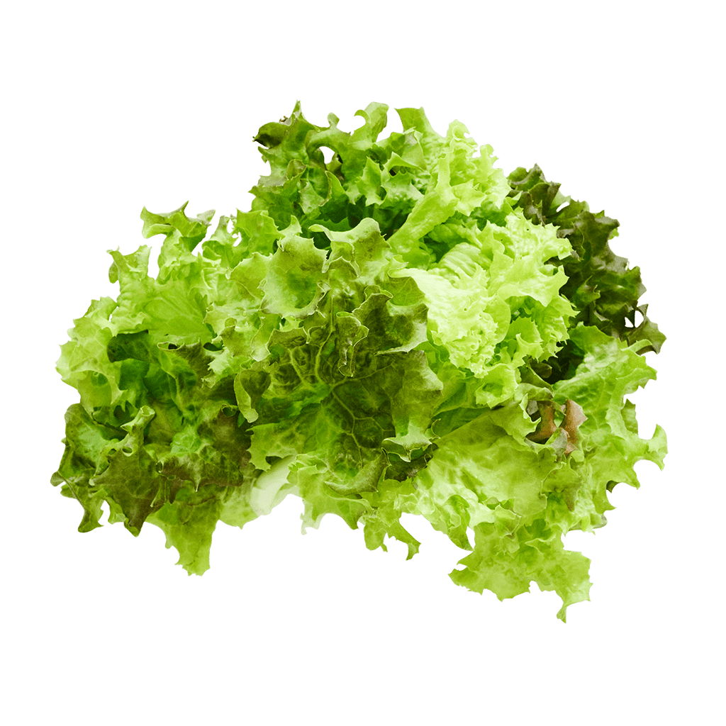 lettuce Amazon.com : Black Seeded Simpson Lettuce Seeds - Non-GMO