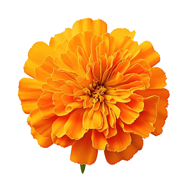 Marigold - Lettuce Grow